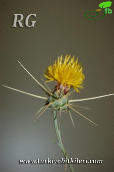 subsp. solstitialis-Ilgaz dağları