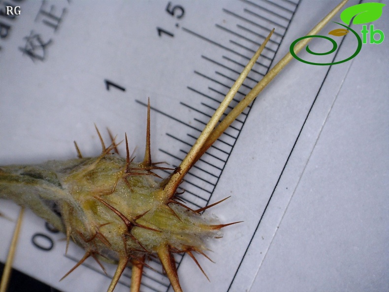 ssp solstitialis-Fillariler