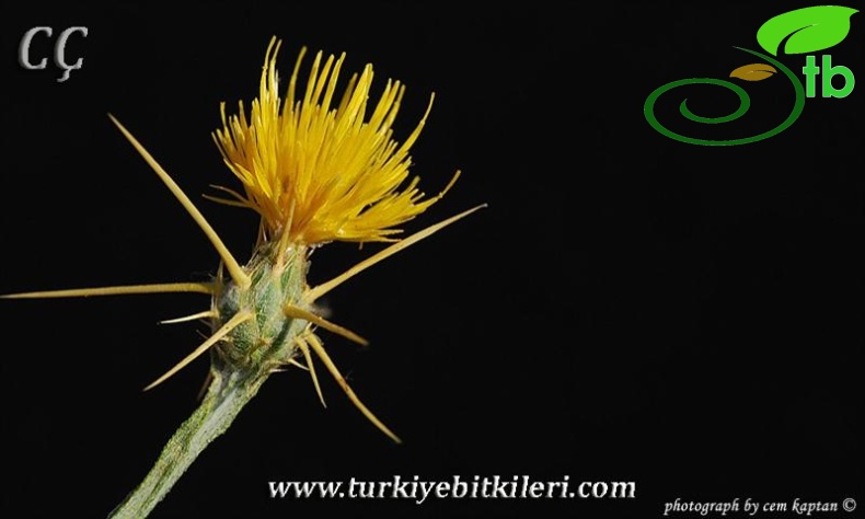 subsp. solstitialis-İzmir