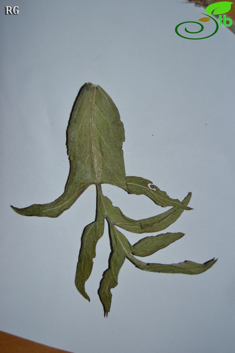 var microlopha-Yaprak