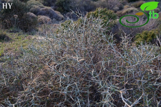 var. spinosa- İzmir