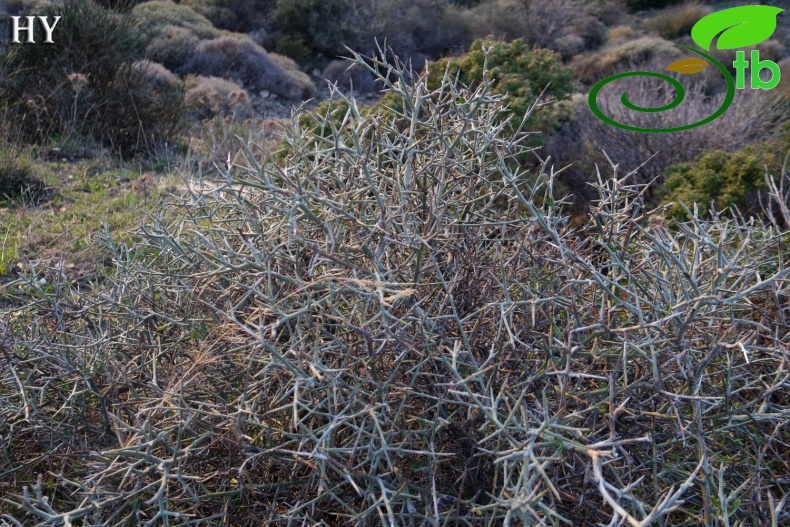 var. spinosa- İzmir