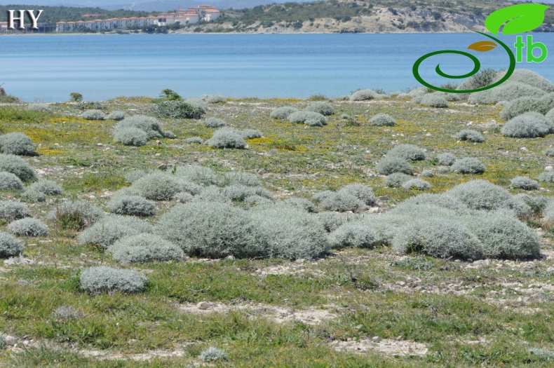 var. spinosa- İzmir