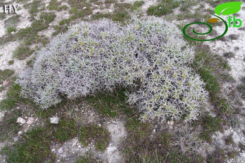 var. spinosa- İzmir