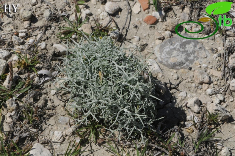 var. spinosa- İzmir