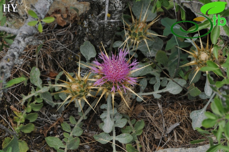 subsp. armata- İzmir