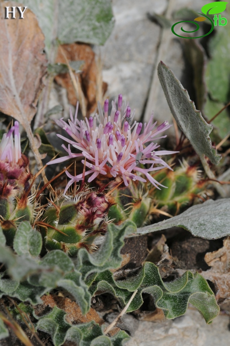 subsp. armata- İzmir