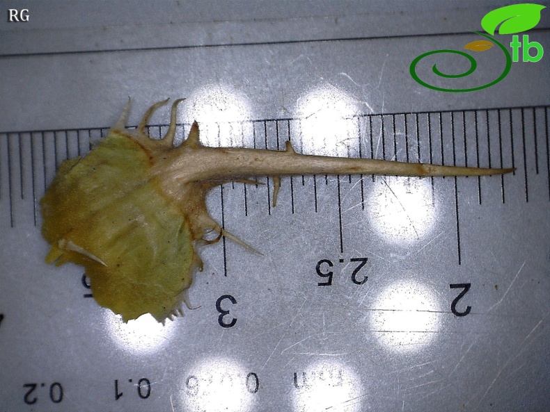 ssp urvillei-Orta fillari