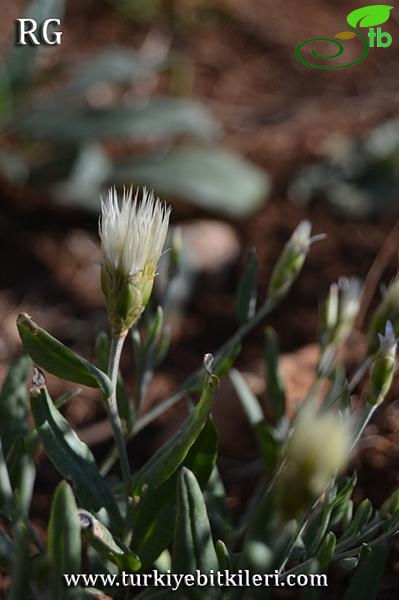 Yıldız dağları-Sivas
