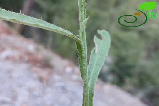 Akseki- Antalya