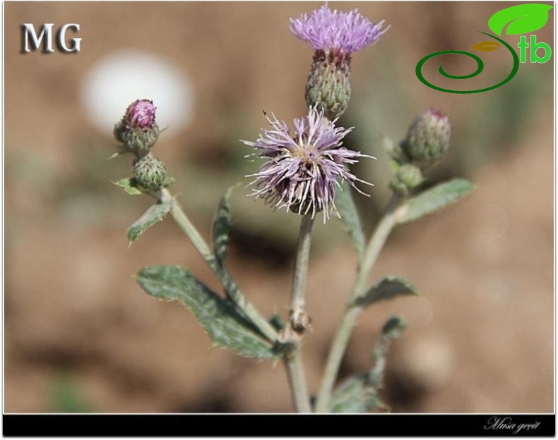 var. spinosum-Şırnak