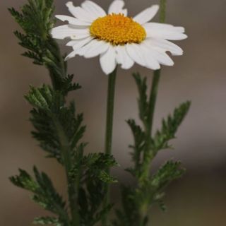 subsp. trapezuntica-Trabzon