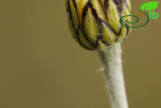 subsp. trapezuntica-Trabzon