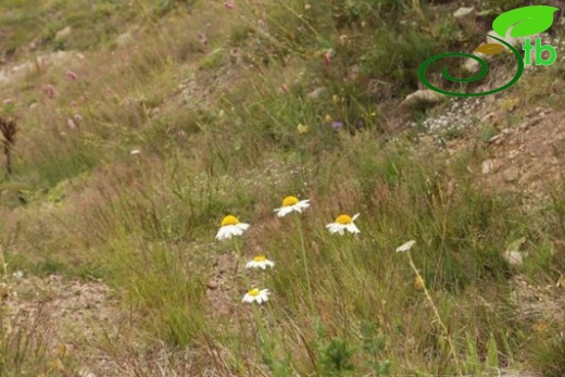 subsp. trapezuntica-Trabzon