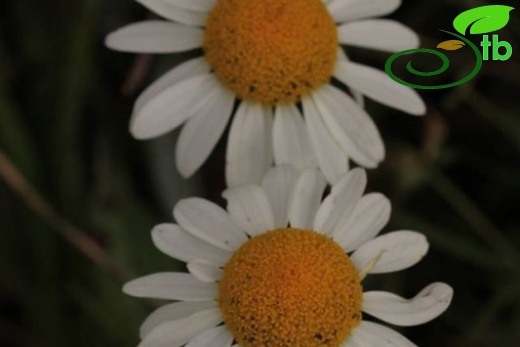 subsp. trapezuntica-Trabzon