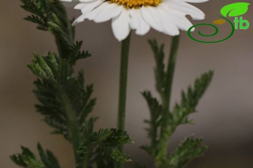 subsp. trapezuntica-Trabzon