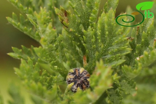 subsp. trapezuntica-Trabzon