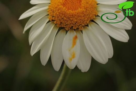 subsp. trapezuntica-Trabzon