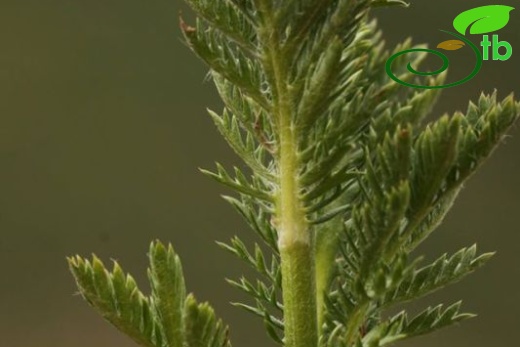 subsp. trapezuntica-Trabzon