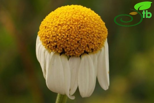 subsp. trapezuntica-Trabzon