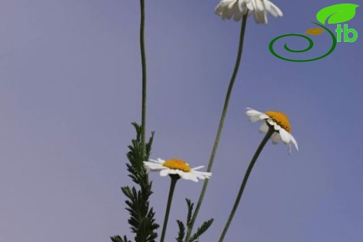 subsp. trapezuntica-Trabzon