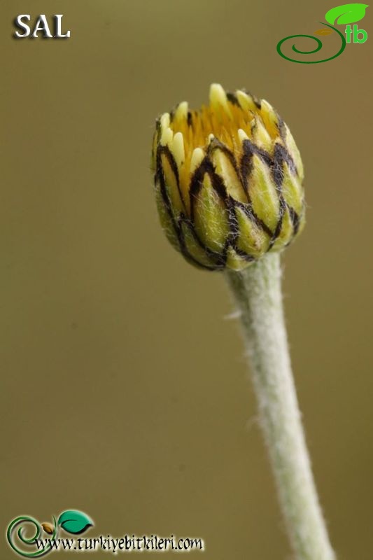 subsp. trapezuntica-Trabzon