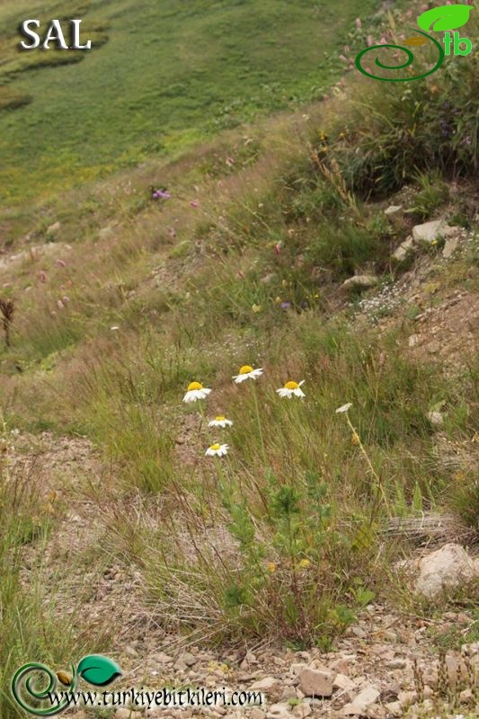 subsp. trapezuntica-Trabzon