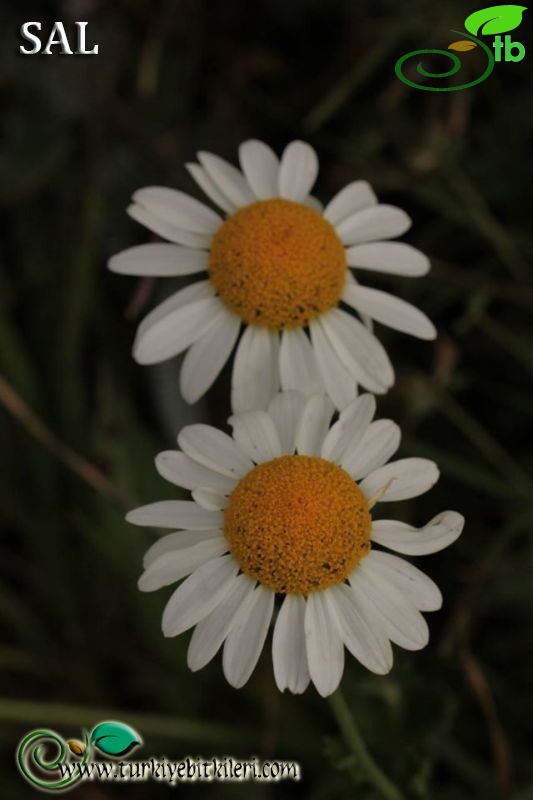 subsp. trapezuntica-Trabzon