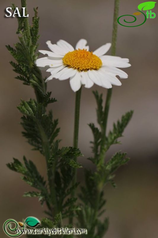 subsp. trapezuntica-Trabzon