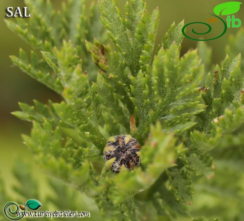 subsp. trapezuntica-Trabzon