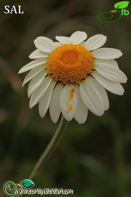 subsp. trapezuntica-Trabzon