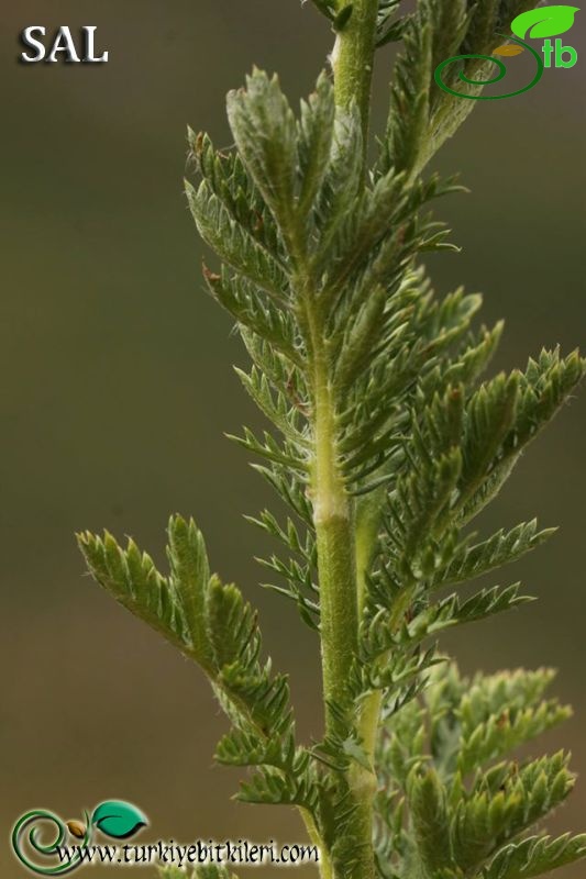 subsp. trapezuntica-Trabzon