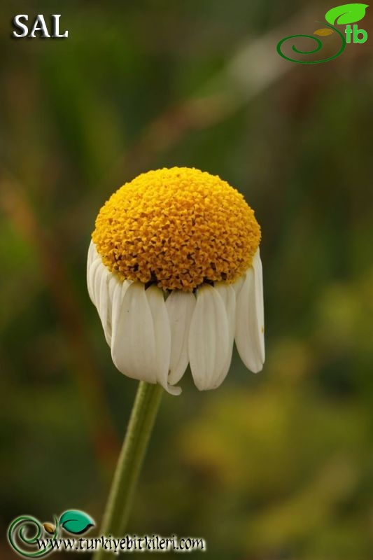 subsp. trapezuntica-Trabzon