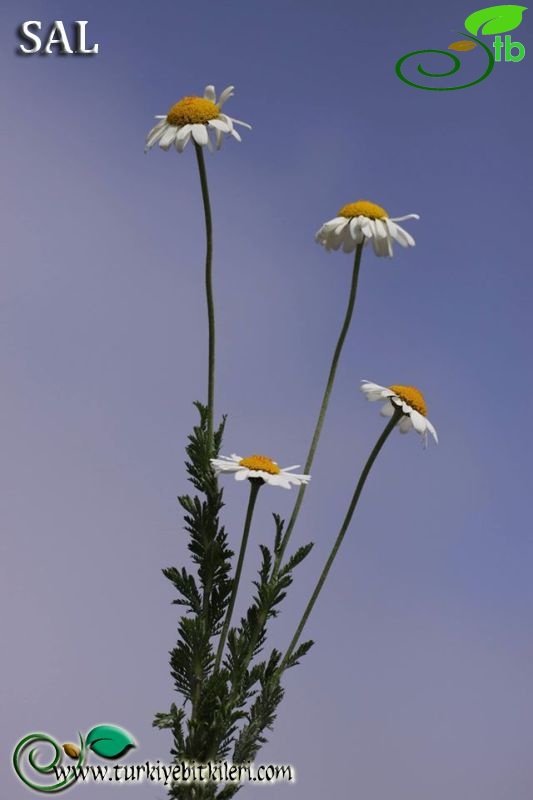 subsp. trapezuntica-Trabzon