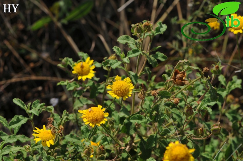 var. tinctoria- İzmir