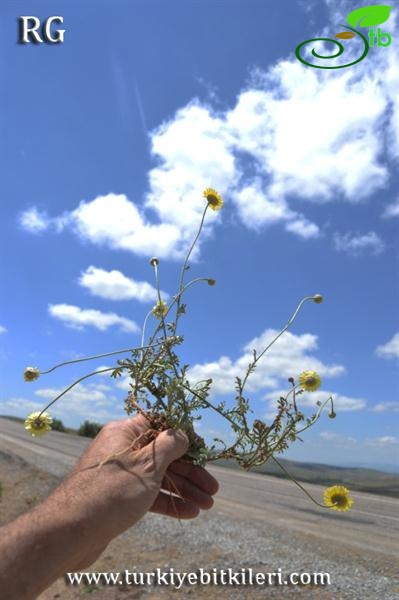 var tinctoria-Yildiz dağları-Sivas