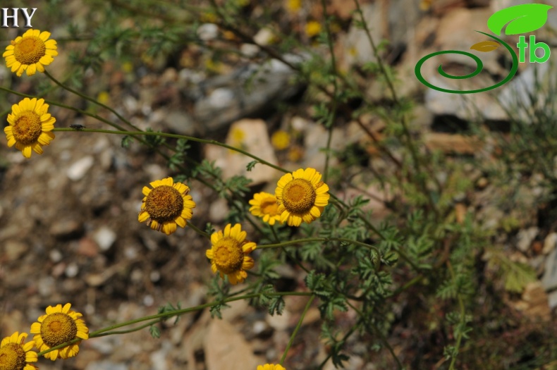 var. tinctoria- İzmir