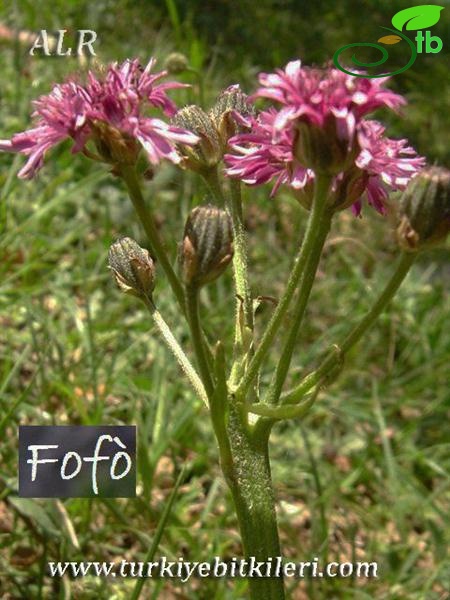 subsp. bivonana-İtalya