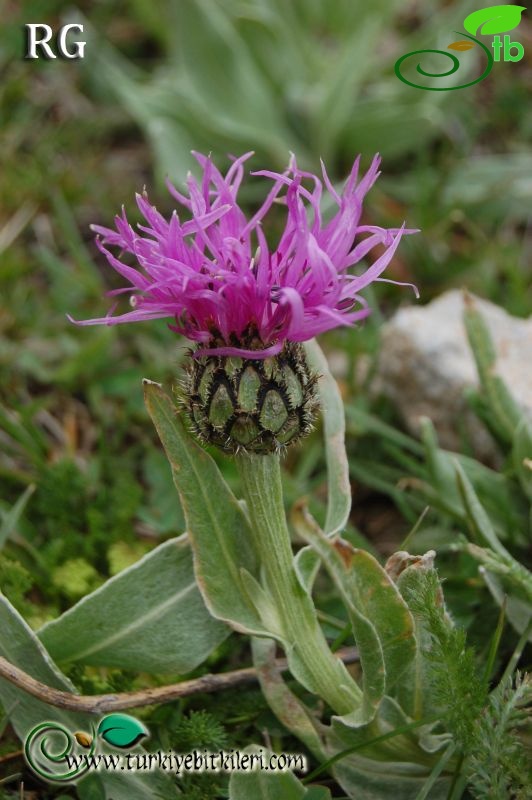 ssp purpurascens-Posof-Ardahan