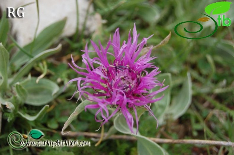 ssp purpurascens-Posof-Ardahan