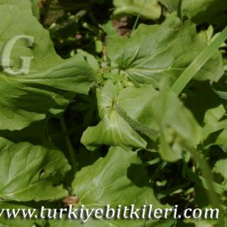 ssp sparsipilosum-Ilgaz dağları