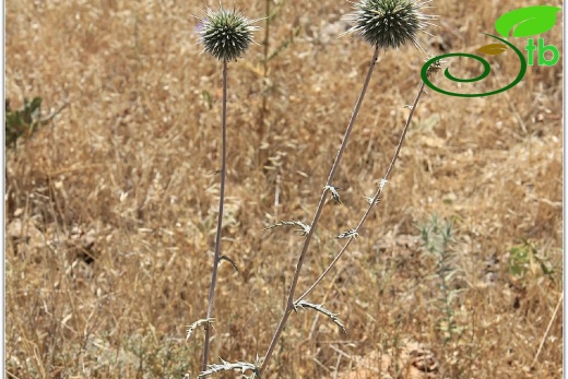 ssp bithynicus- Mardin