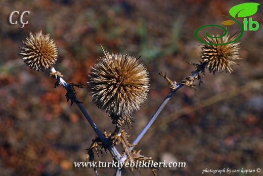 var bithynicus-İzmir