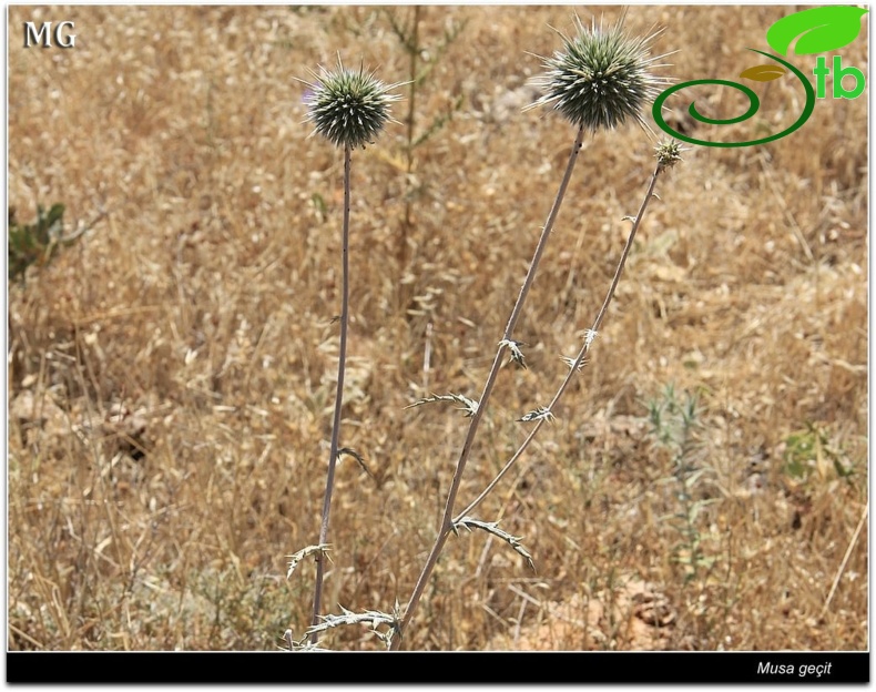 ssp bithynicus- Mardin