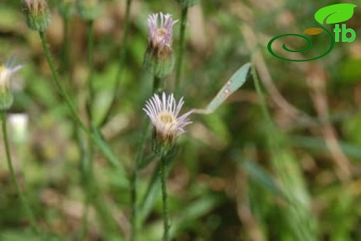 Ilgaz dağları-Kastamonu