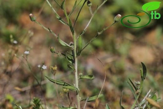 subsp. pycnotrichus-Adana