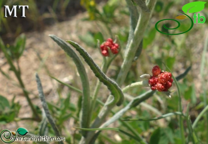 ssp rubicundum-Kars