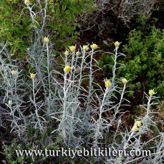 ssp barrellieri-Datça-Muğla