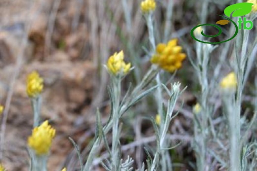 ssp barrellieri-Samandağı-Hatay