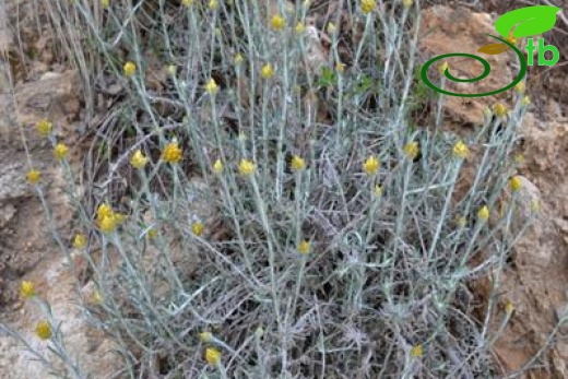 ssp barrellieri-Samandağı-Hatay